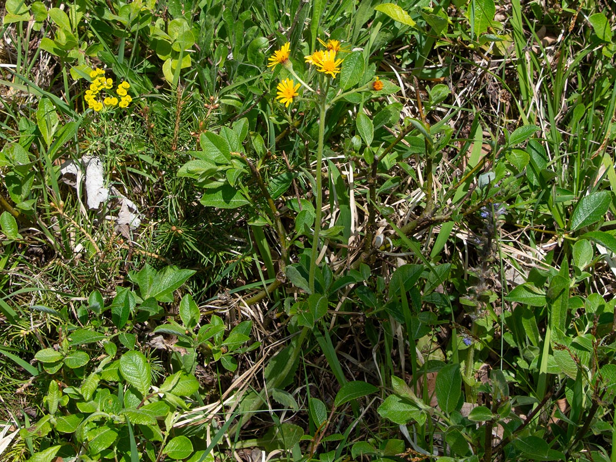 Habitus